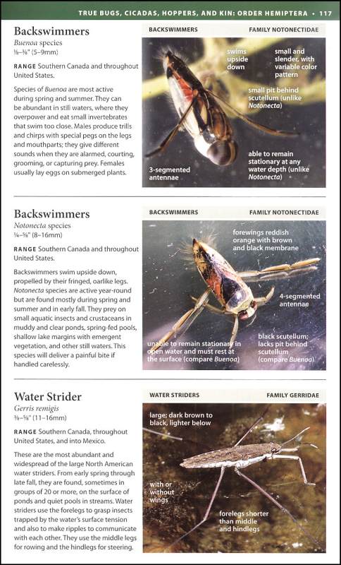 National Wildlife Federation Field Guide: Insects And Spiders Of North ...