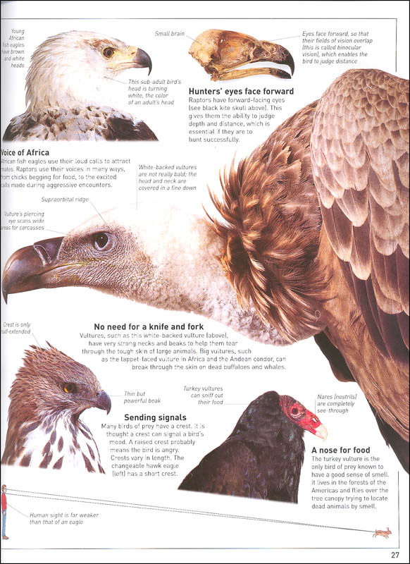 Eagle essay in english for class 1 image