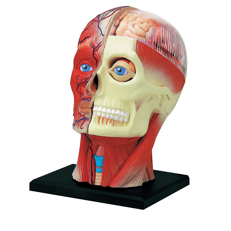 4D Human HEAD Skull Brain eye Body Anatomy 3D Puzzle Model science Medical NEW