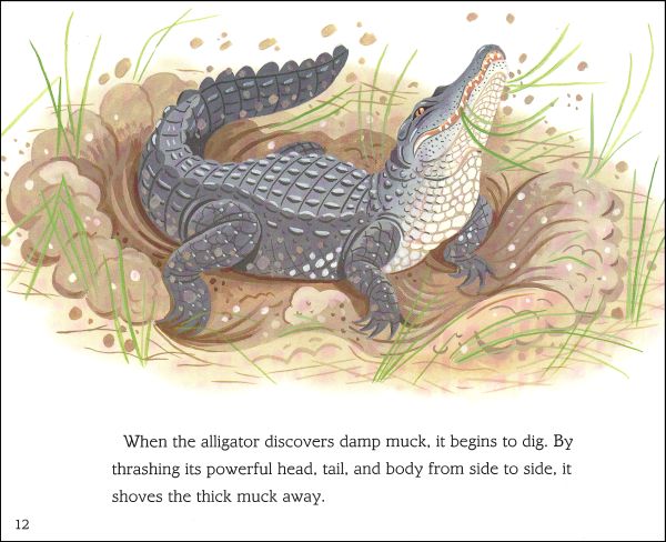 Who Lives in an Alligator Hole? (LRAFOS L2) | HarperCollins Childrens ...