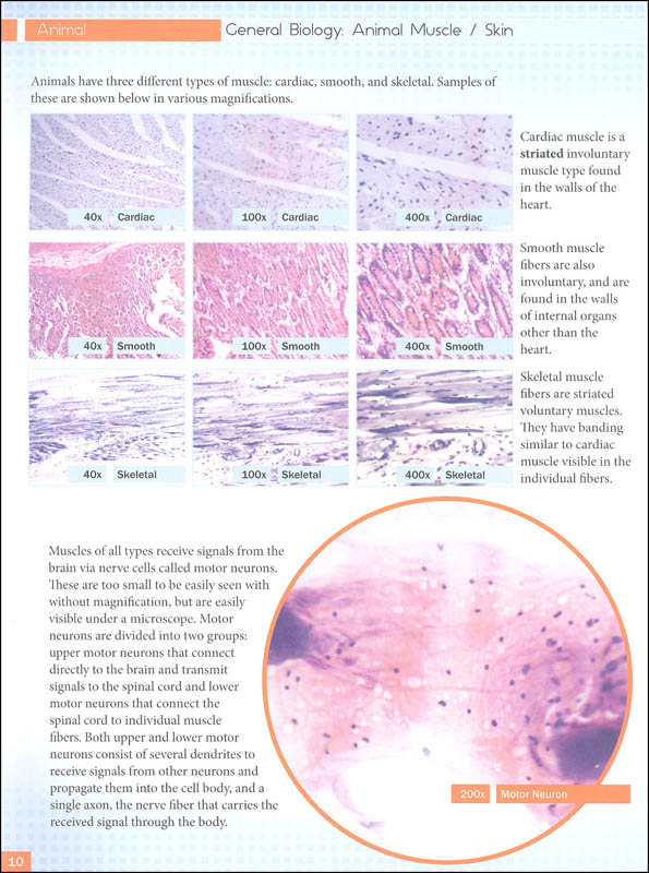 Biology Through a Microscope (Lab Book) | Master Book Publishers ...