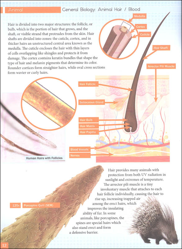Biology Through a Microscope (Lab Book) Master Book Publishers