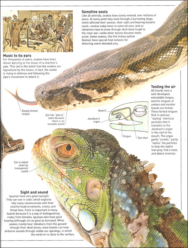 Reptile (Eyewitness Book) Dorling Kindersley 9781465462497