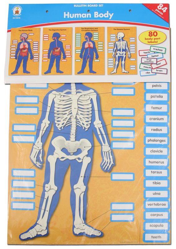 Human Body Charts CarsonDellosa 9781609964238