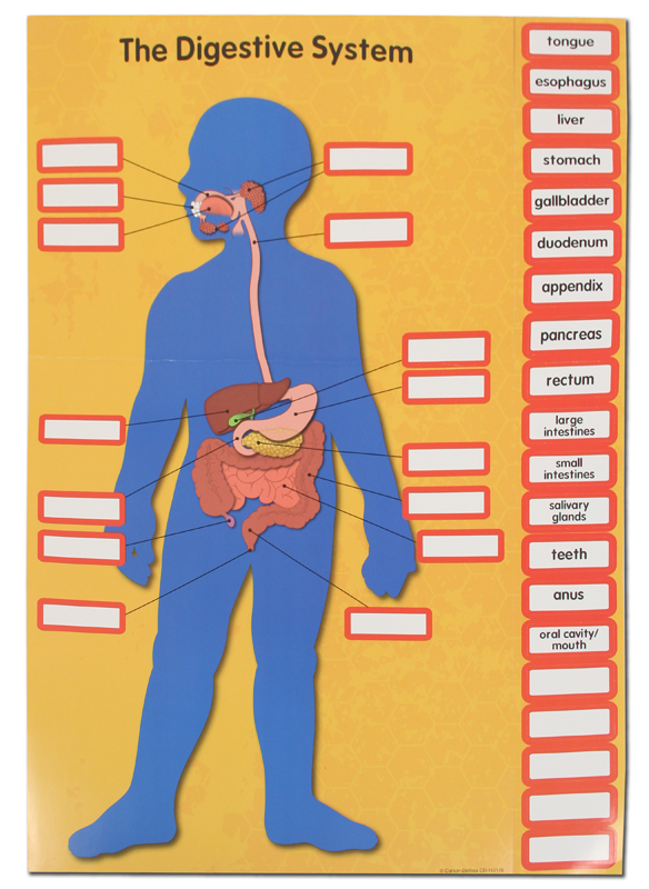 Human Body Charts CarsonDellosa 9781609964238