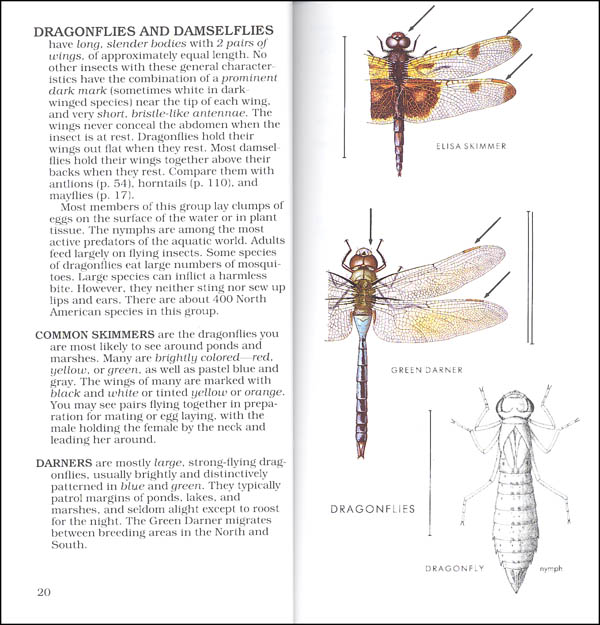 Peterson First Guide to Insects of North America | Houghton Mifflin ...