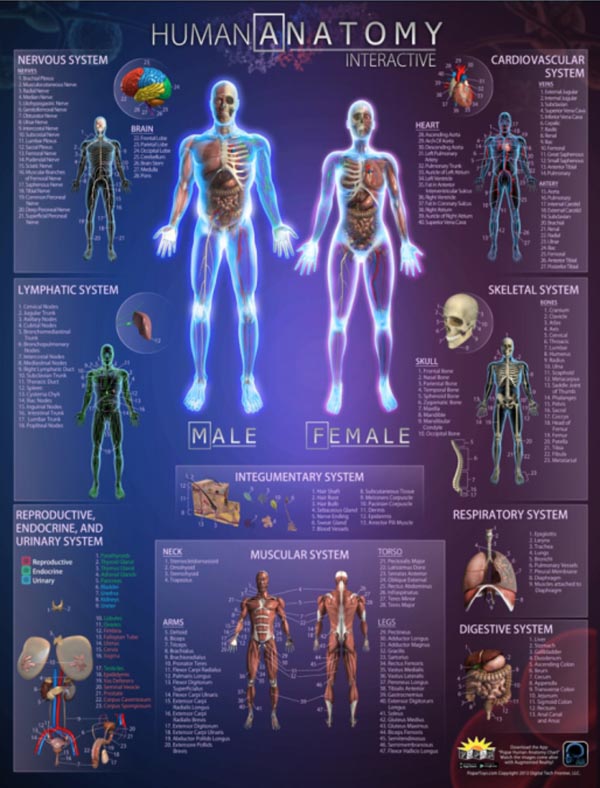 Human Anatomy Interactive Laminated Wall Chart with Free App