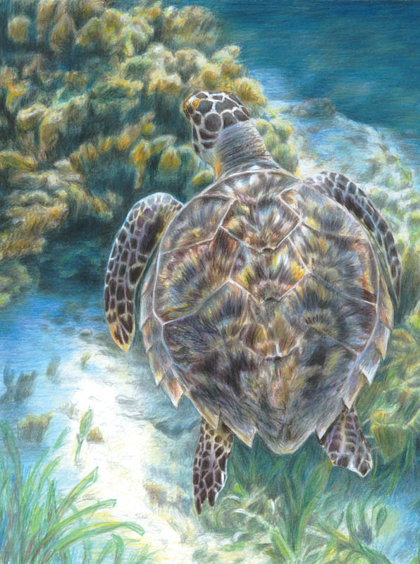 Colour Pencil By Numbers - Sea Turtle