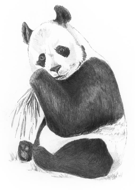 Mini Sketching Made Easy - Panda