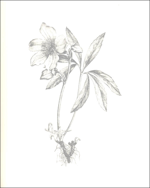 Art of Nature Coloring Book | Adams Media Corporation | 9781440570605