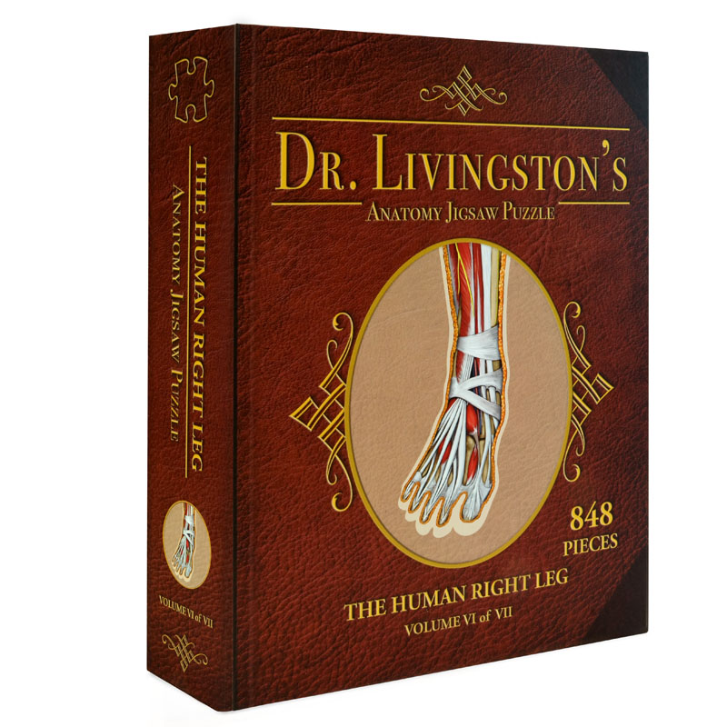 Dr. Livingston's Anatomy Jigsaw Puzzle: Human Right Leg