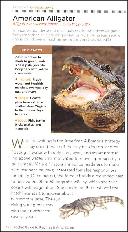 Pocket Guide to Reptiles and Amphibians of North America | National ...