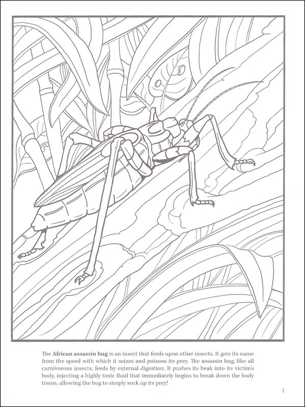 Download Deadly Insects and Arachnids Coloring Book | Dover Publications | 9780486490540