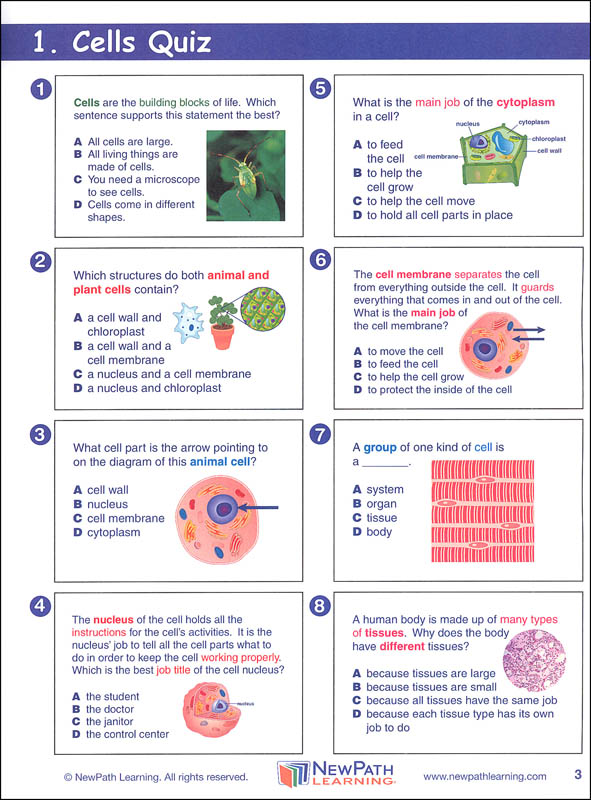 Science Graphic Organizer Grade 4 Newpath Learning 6694