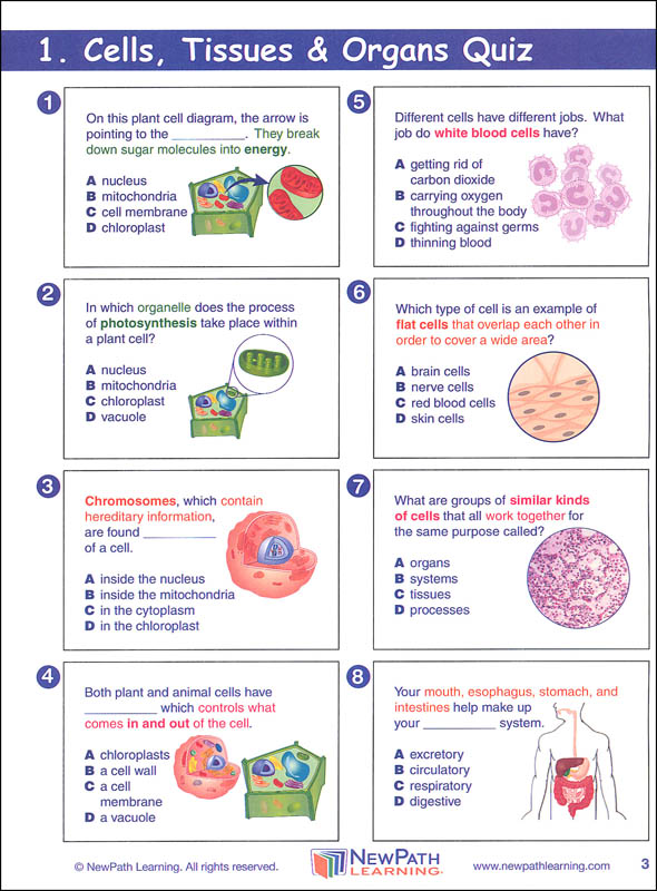 science graphic organizer grade 5 newpath learning