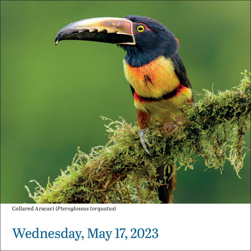 Audubon Birds 2024 Page-A-Day Calendar | Workman Publishing Company
