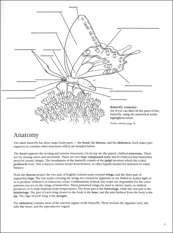 Label the parts of a butterfly