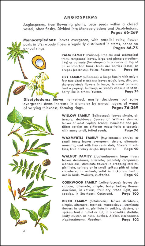 Trees of North America: Guide to Field Identification | St. Martin's ...