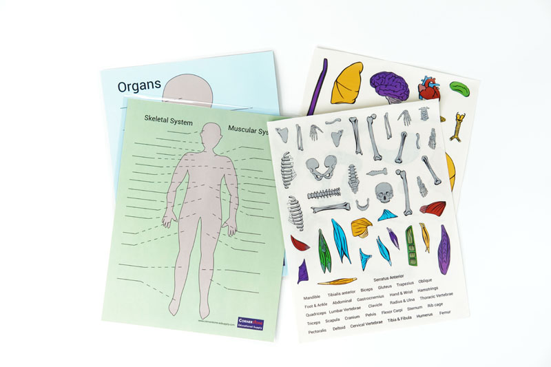 Anatomy Cling Sticker Set (10-pack)