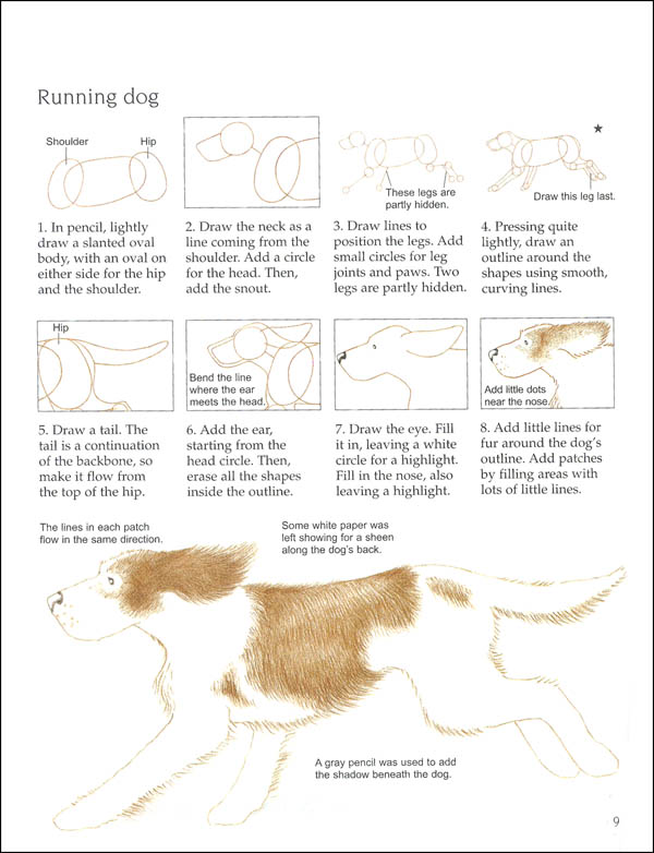 Drawing Animals Usborne Art Ideas Edc Usborne 9780794544317