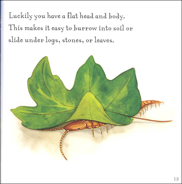 Are You a Centipede? (Backyard Books) | Kingfisher ...