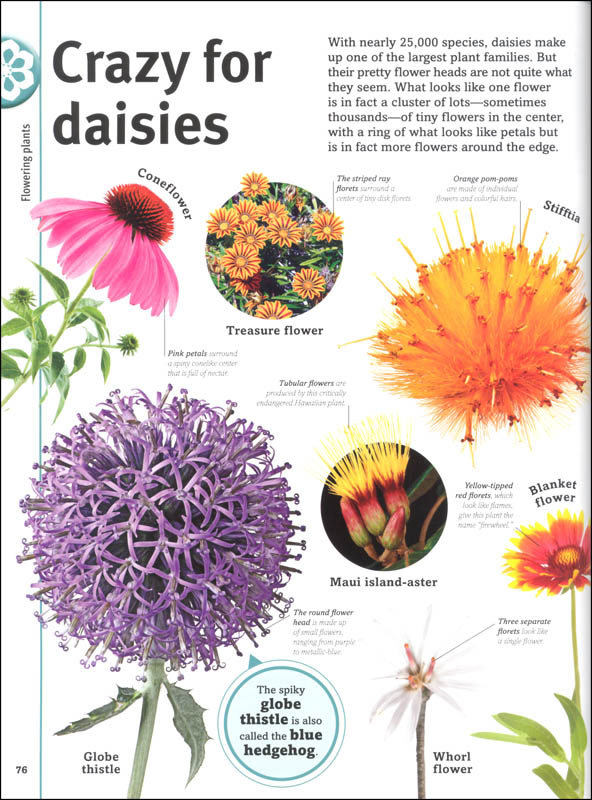 Trees, Leaves, Flowers and Seeds Visual Encyclopedia of Trees, Leaves, Flowers and Seeds Visual Encyclopedia of
