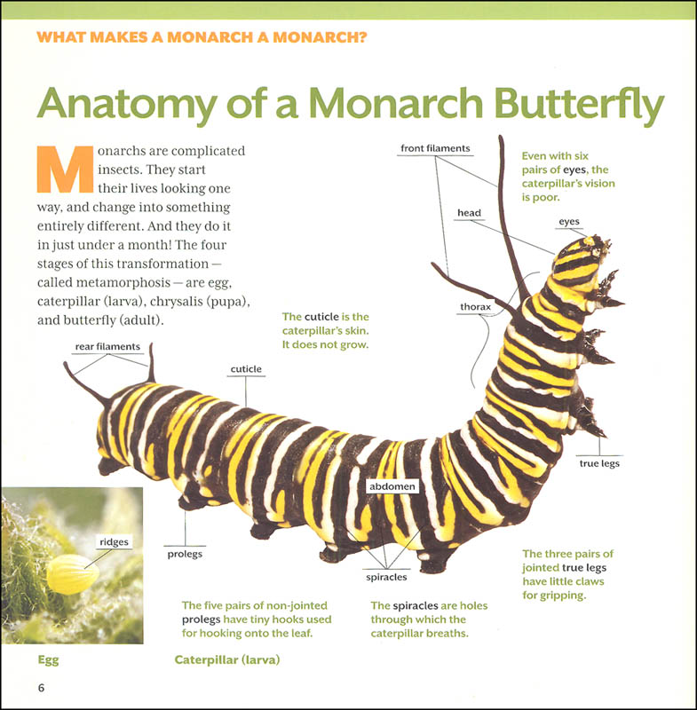 how-to-raise-monarch-butterflies-firefly-books-9781770850026