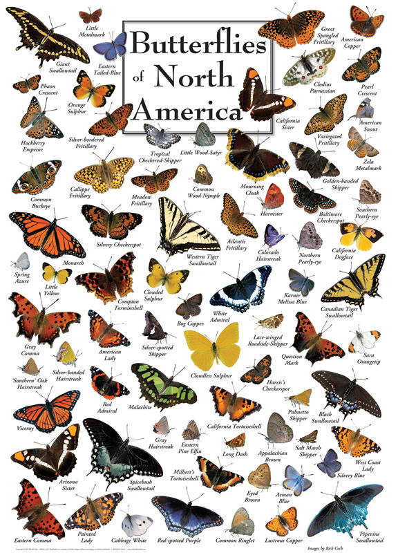 Butterflies of North America Puzzle - Poster Art (1000 piece