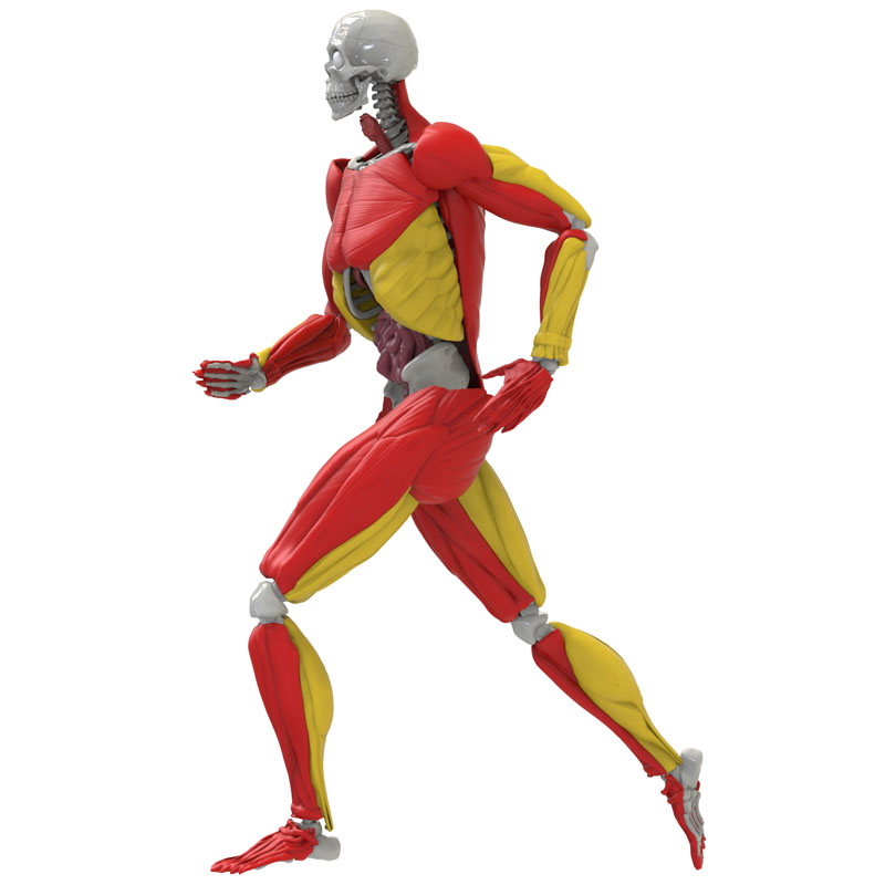 interactive human model for drawing