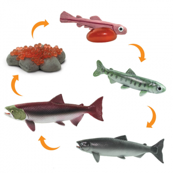 Life Cycle of a Salmon (Safariology)