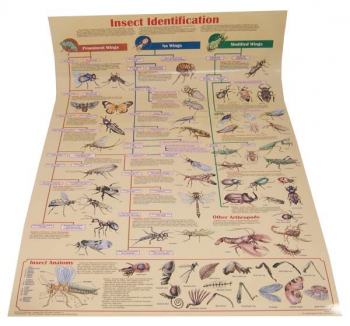 Insect Identification Chart (Laminated)