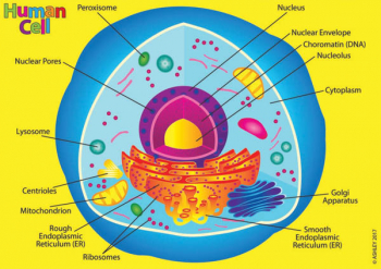 Human Cell (Foam Human Anatomy STEM Manipulatives)