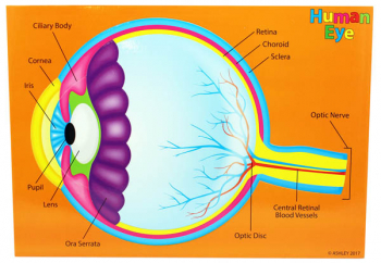 Human Eye (Foam Human Anatomy STEM Manipulatives)