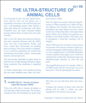 Ultrastructure of Animal Cells Microslide Set
