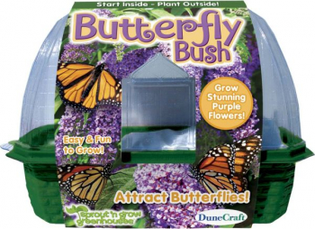 Butterfly Bush (Sprout 'n Grow Greenhouse)
