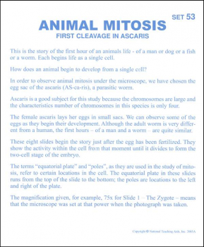 Animal Mitosis Microslide Lesson Set