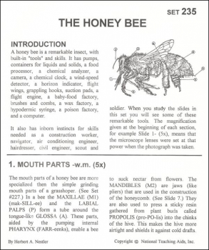 Honey Bee Microslide Lesson Set