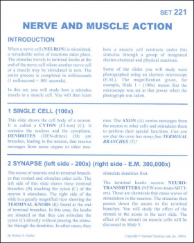 Nerve and Muscle Action Microslide Lesson Set