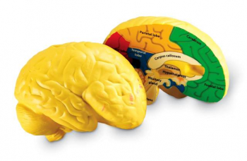 Brain Cross-Section Model