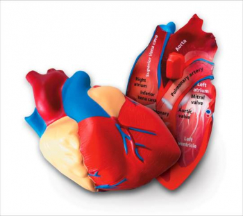 Human Heart Cross-Section Model