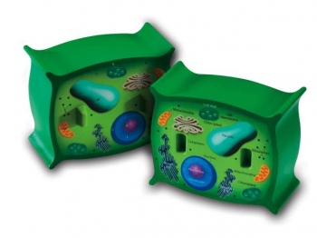Plant Cell Cross-Section Model