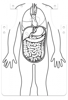 Organs Aprons (package of 12)
