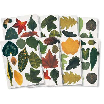 Craft Leaves (266 leaves)