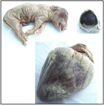 Advanced Biology Dissection Specimens