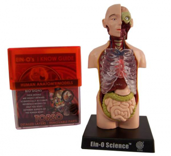 Torso Human Anatomy Model