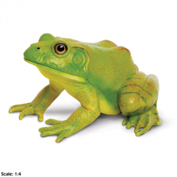 American Bullfrog (Incredible Creatures)