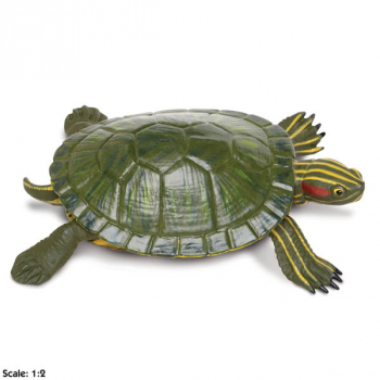 Red-Eared Slider Turtle (Incredible Creatures)