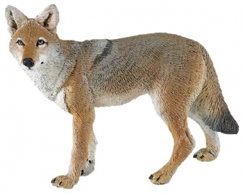 Coyote (North American Wildlife)