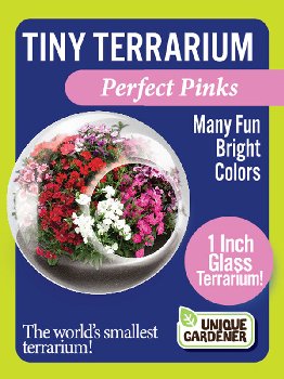 Perfect Pinks (Tiny Terrarium)