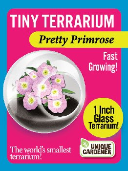 Pretty Primrose (Tiny Terrarium)